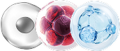 cell